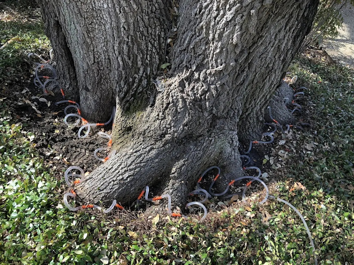Detailed Tree Cabling and Bracing job site in West Richland