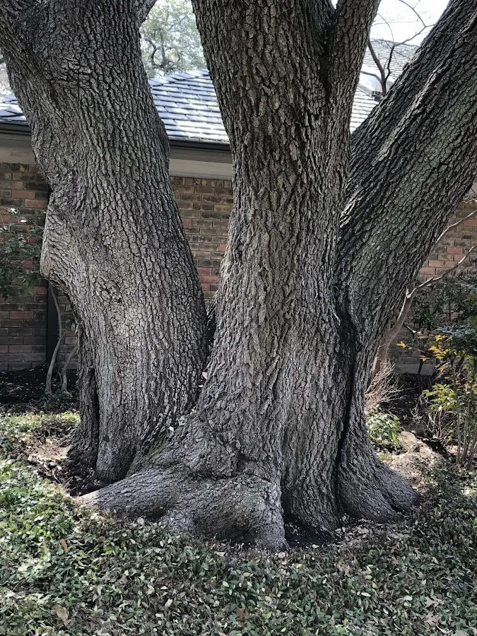 Mature heritage tree close to a West Richland property cared for by certified arborists